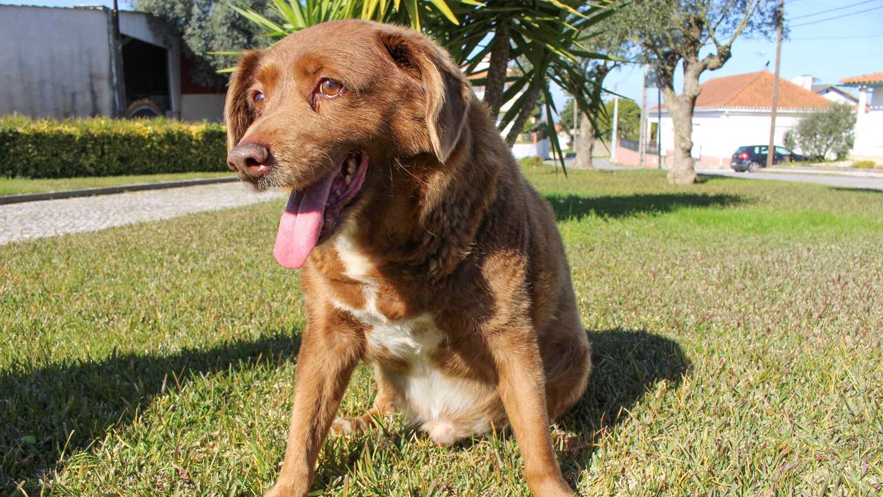 FILE PHOTO: The dog, Bobi, that broke the record for oldest dog ever at 30 years-old, is pictured at Conqueiros, in Leiria