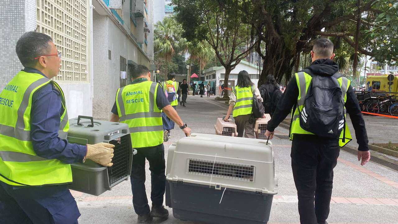 Team arrives with pet carriers to Wang Fuk Court housing complex, where a major fire erupted, in Hong Kong