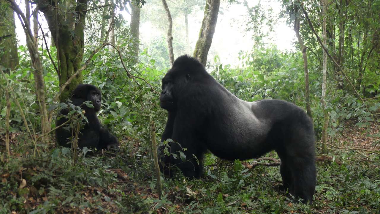 Mountain gorillas
