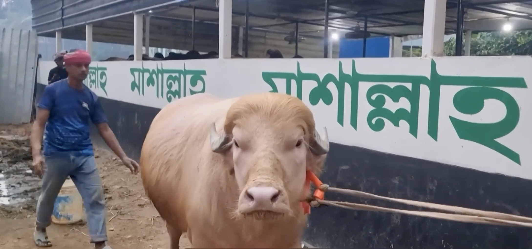 Why this rare buffalo is nicknamed ‘Donald Trump’