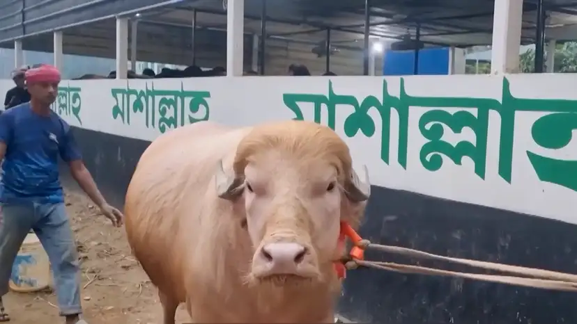 Why this rare buffalo is nicknamed ‘Donald Trump’