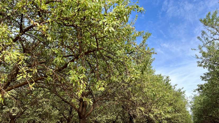 Rows of almond trees near the town of Griffith