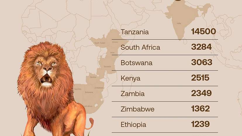 In the early 20th century, over 200,000 lions roamed the wild across #Africa, #Asia, and #Europe. Today, that number has dropped to fewer than 20,000—a 90% decline driven by habitat loss, human-wildlife conflict,