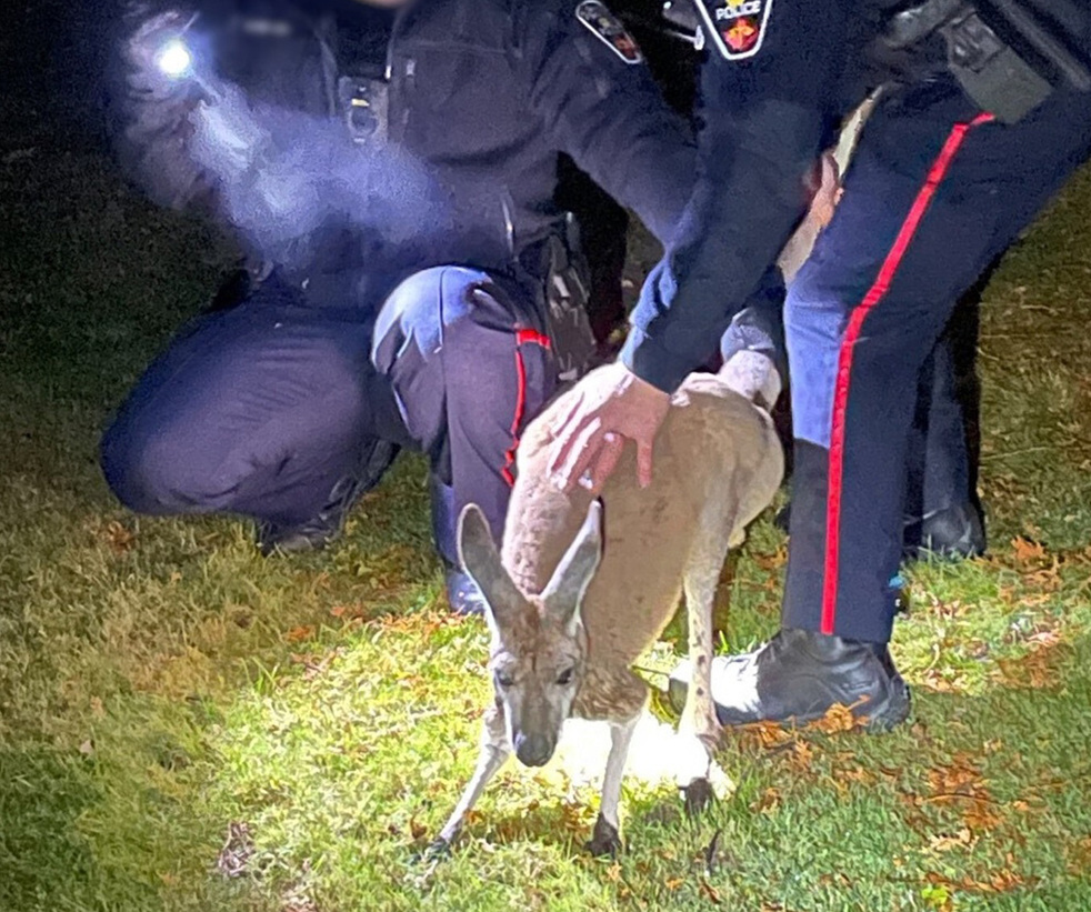 Police capture a kangaroo east of Toronto.  Courtesy Durham Regional Police