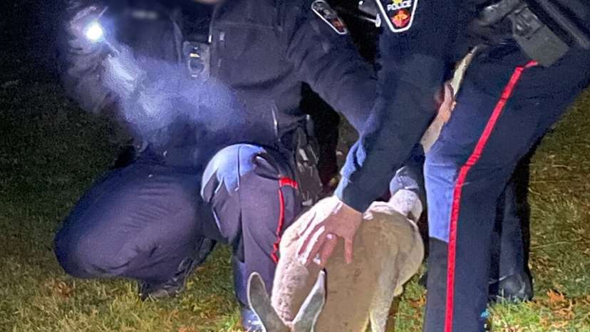 Police capture a kangaroo east of Toronto. Courtesy Durham Regional Police