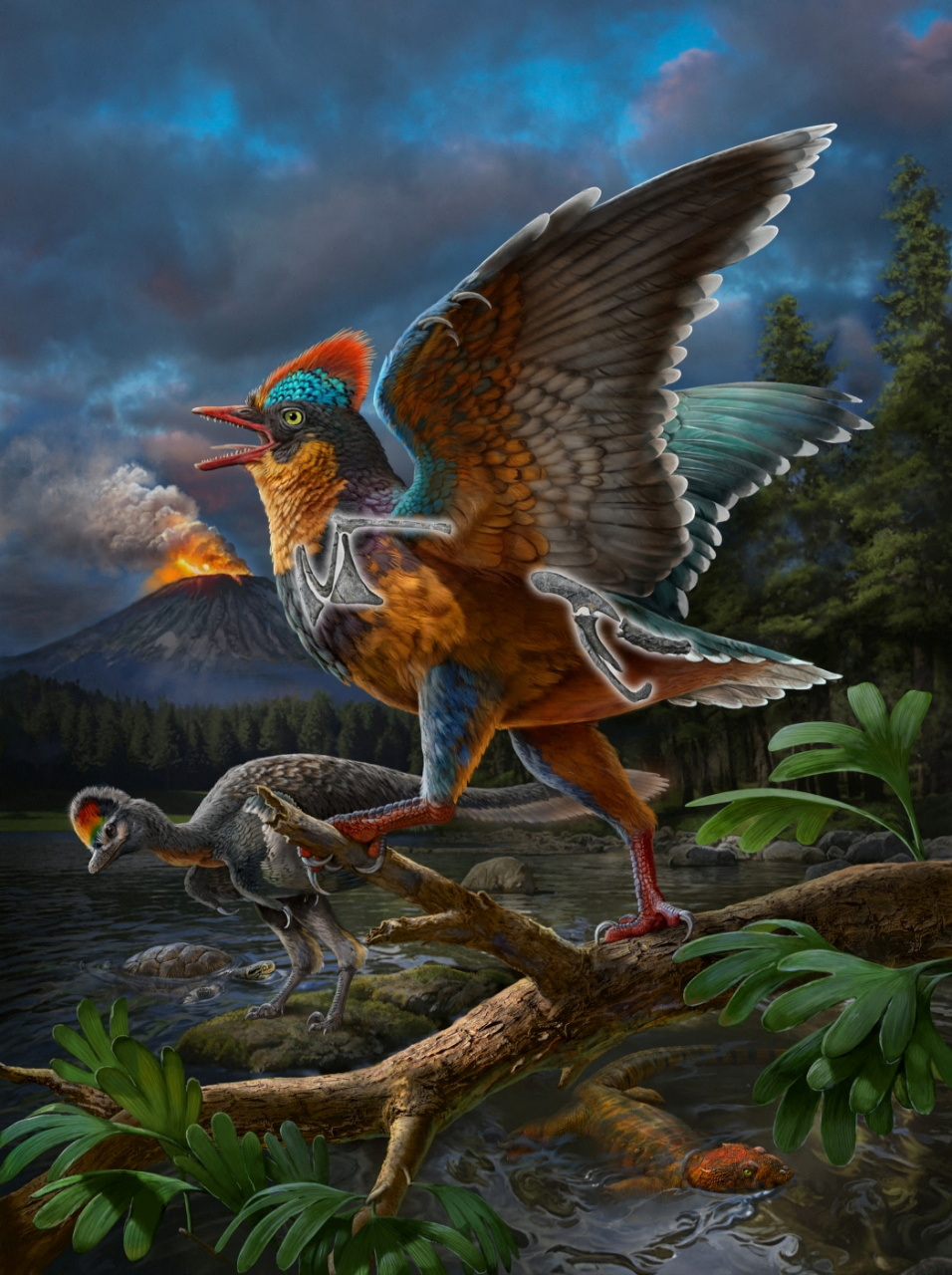 A life reconstruction of the Jurassic Period bird Baminornis zhenghensis is seen in this illustration
