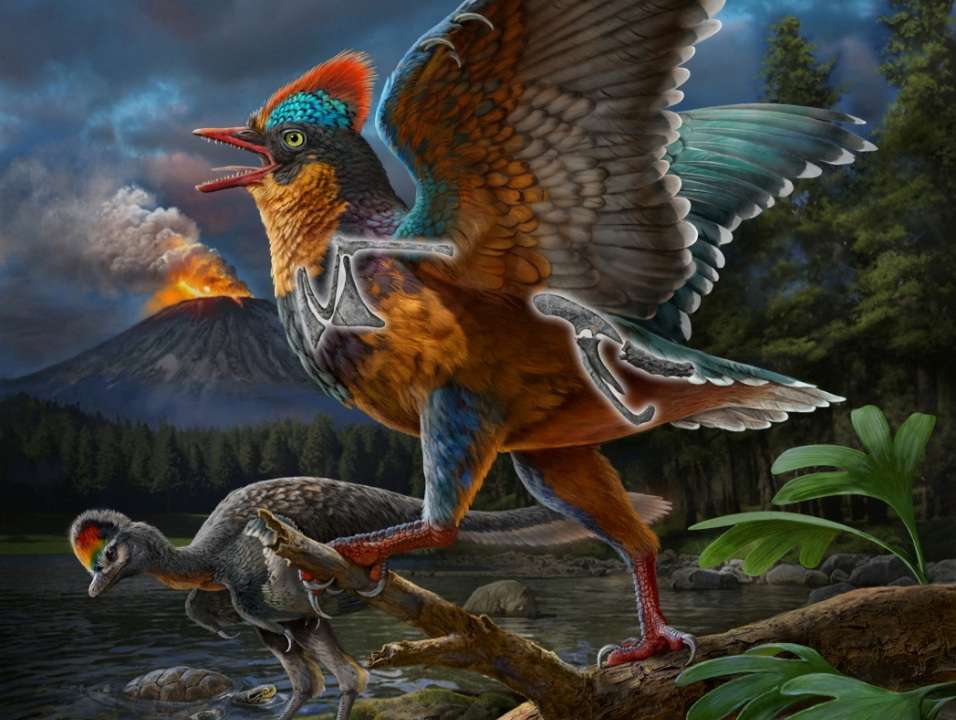 A life reconstruction of the Jurassic Period bird Baminornis zhenghensis is seen in this illustration