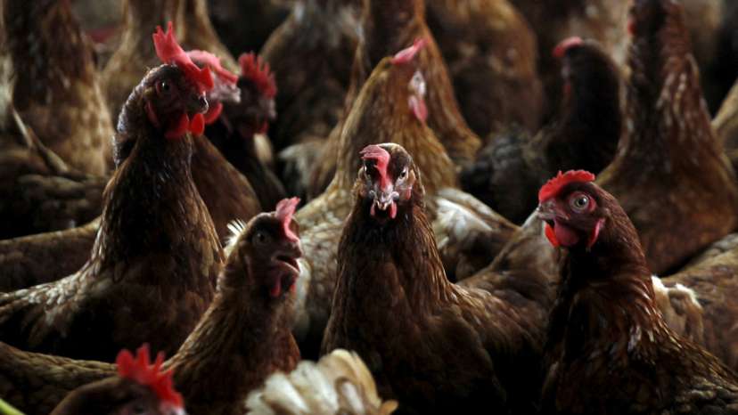 FILE PHOTO: Chickens are seen in a contaminate farm while workers from the Animal Protection Ministry prepare to cull them to contain an outbreak of bird flu, at a farm in the village of Modeste