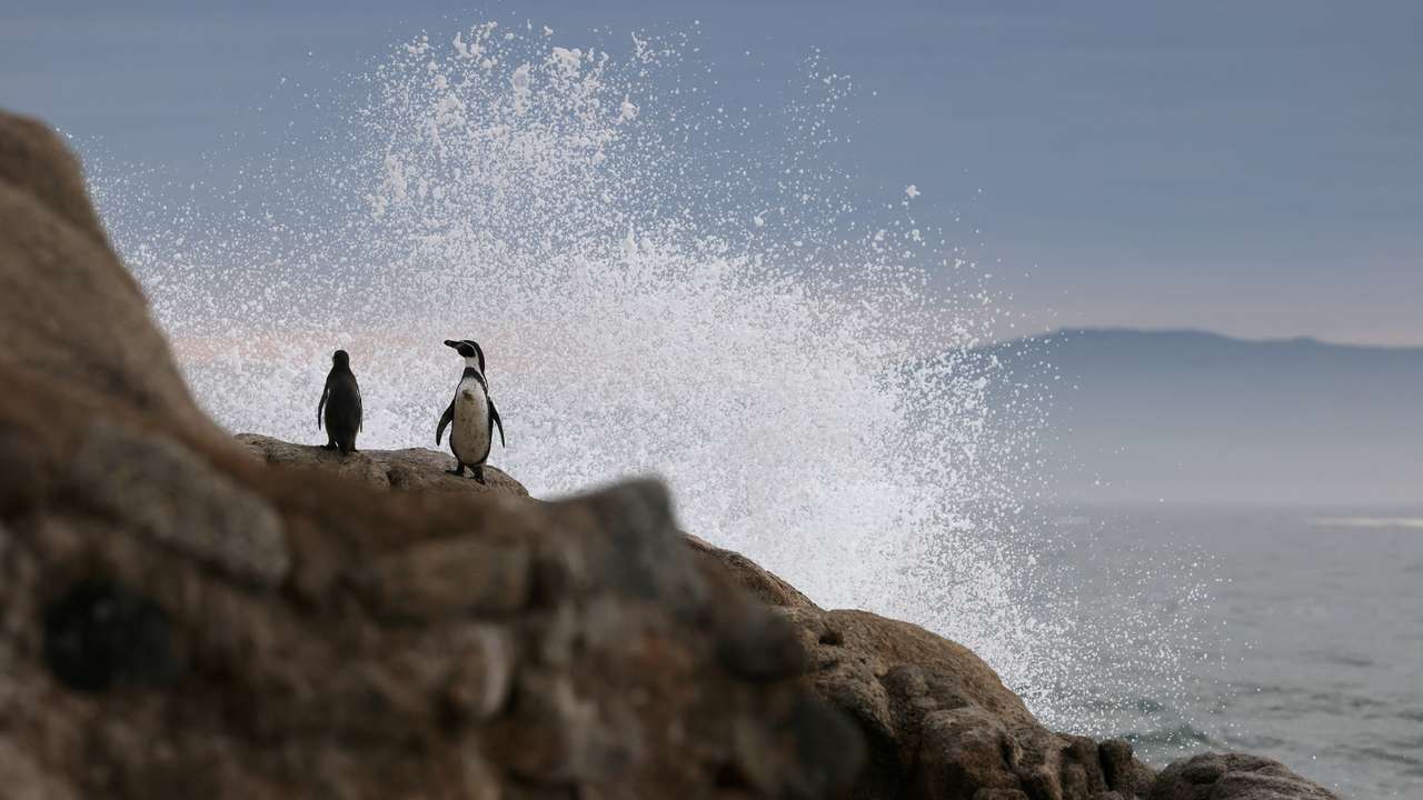 Chilean scientists assess the state of Humboldt penguins, in Chile