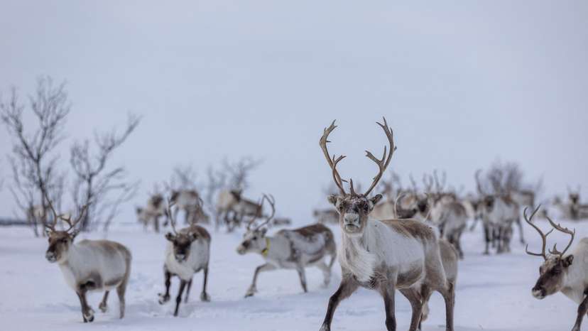 The Wider Image: Reindeer herders battle power line needed for Norway's climate goal