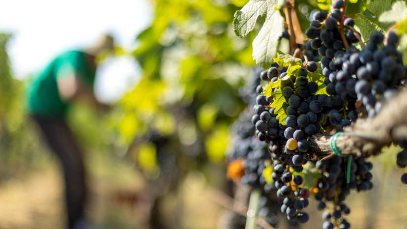 A general view of Merlot grapes at a vineyard in Irig