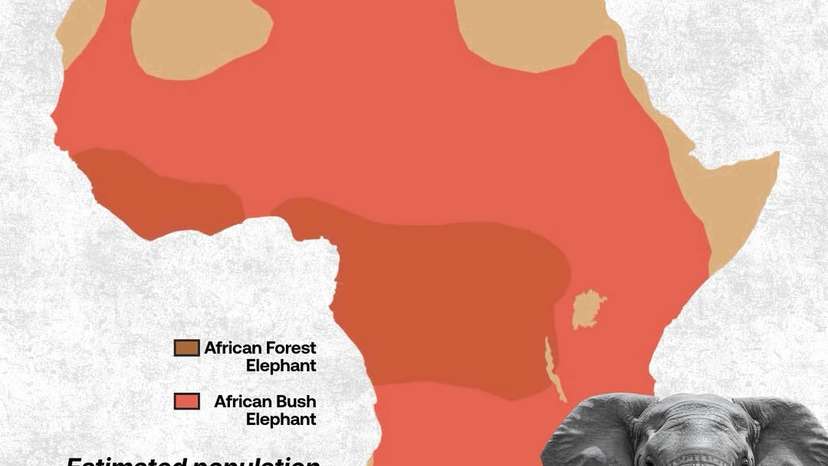 Map shows African elephant’s range and population in the 19th century.Elephants are the largest