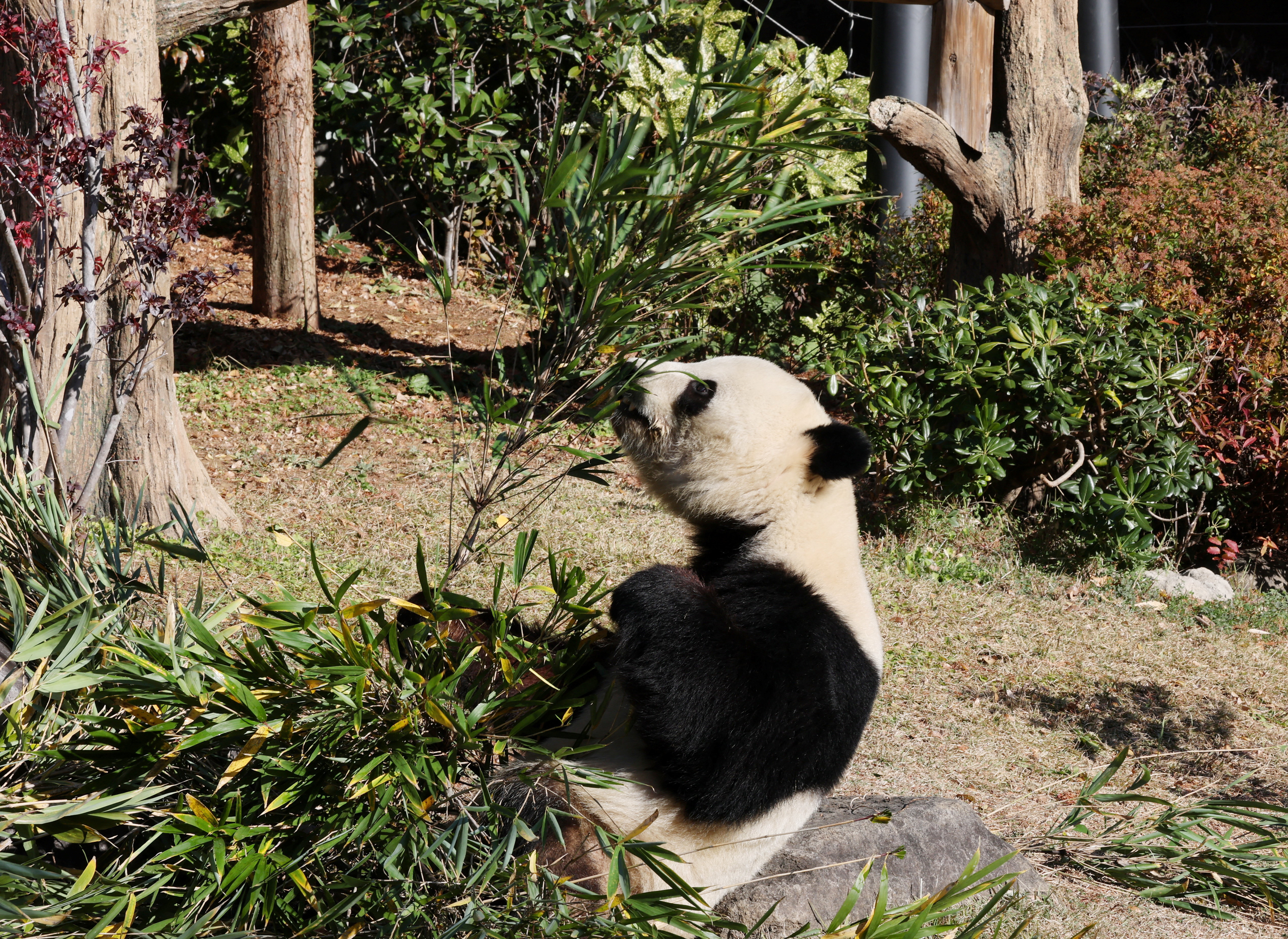 Visitors flock to see giant pandas at Ueno Zoo in Tokyo