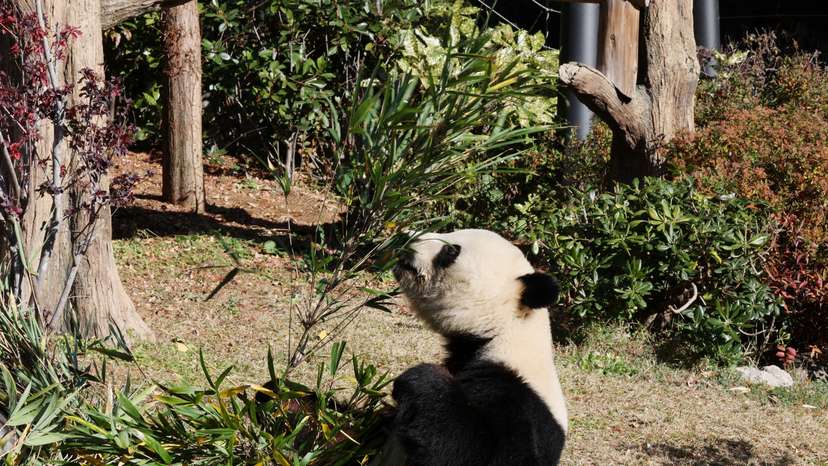 Visitors flock to see giant pandas at Ueno Zoo in Tokyo