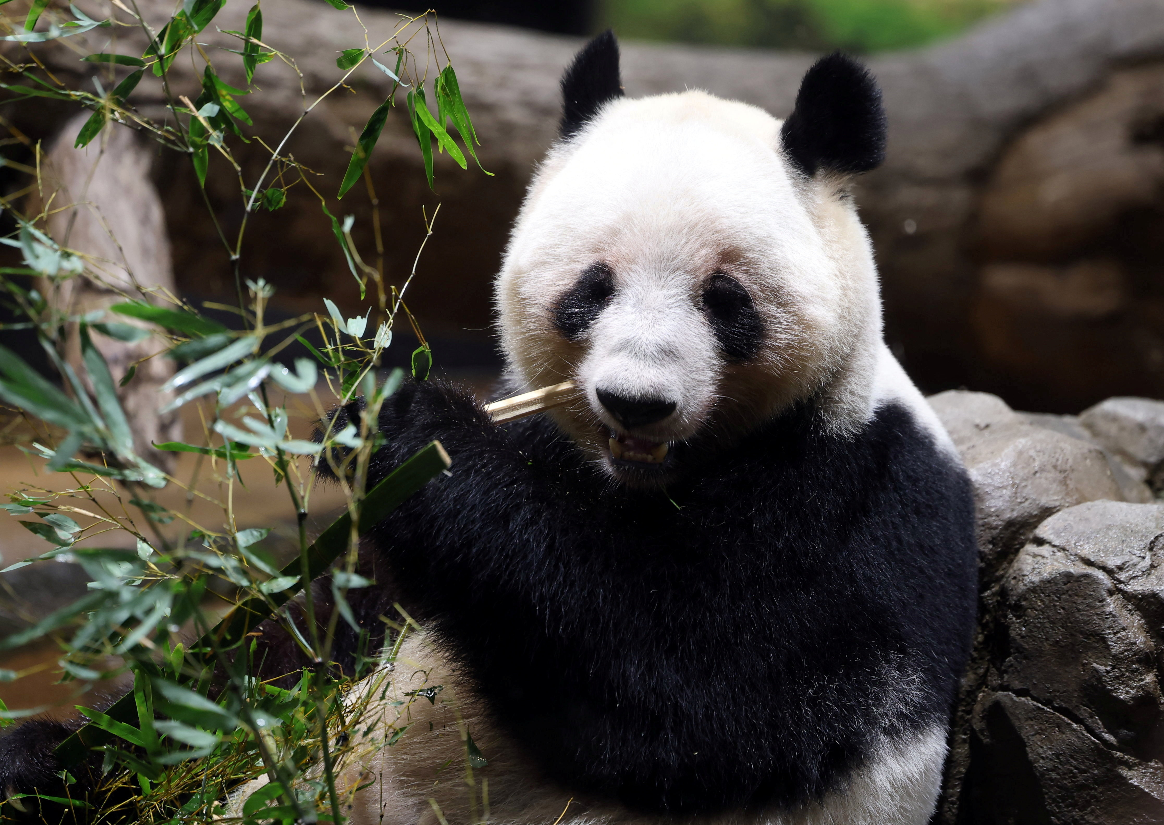 Visitors flock to see giant pandas Xiao Xiao and Lei Lei at Ueno Zoo during the last viewing day before the planned return of twin giant pandas to China in Tokyo