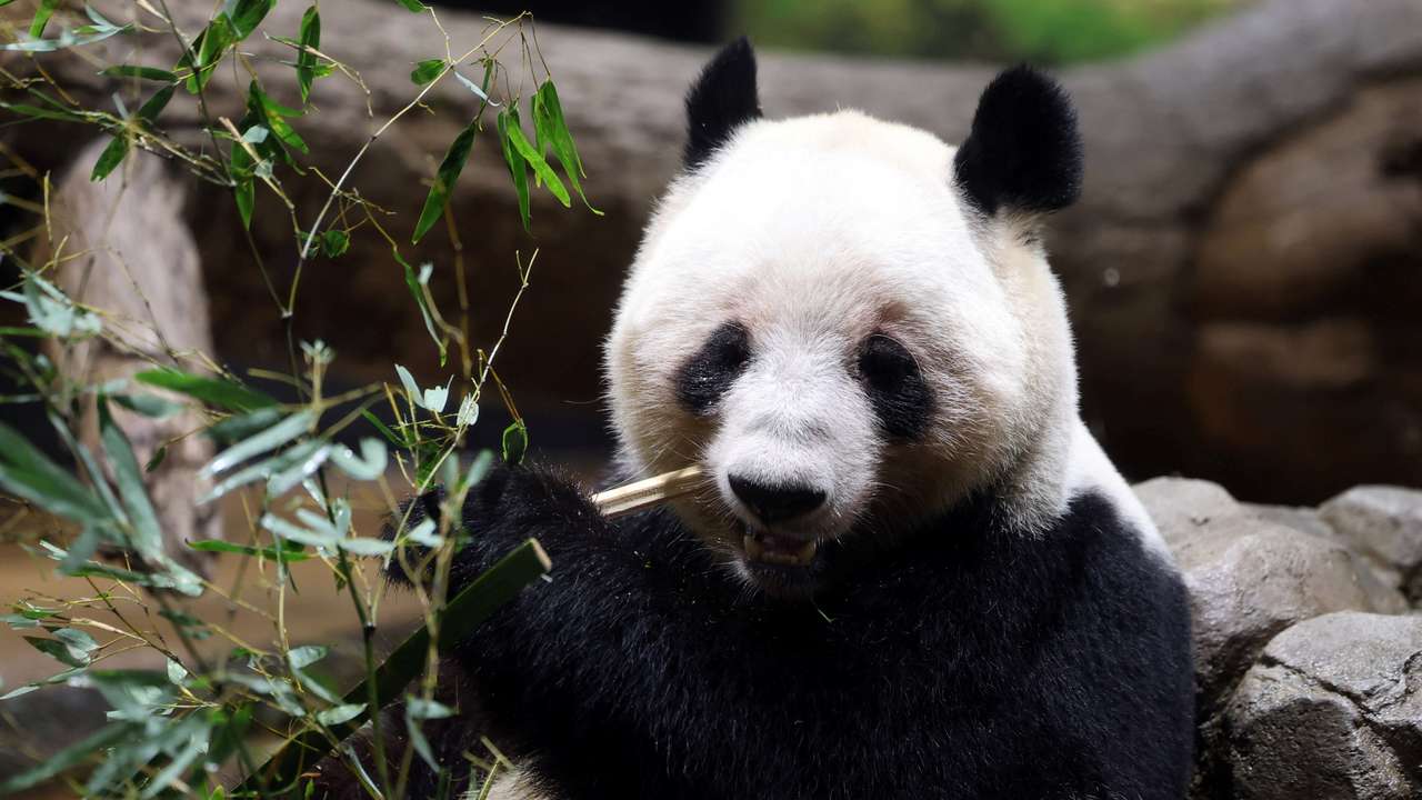 Visitors flock to see giant pandas Xiao Xiao and Lei Lei at Ueno Zoo during the last viewing day before the planned return of twin giant pandas to China in Tokyo