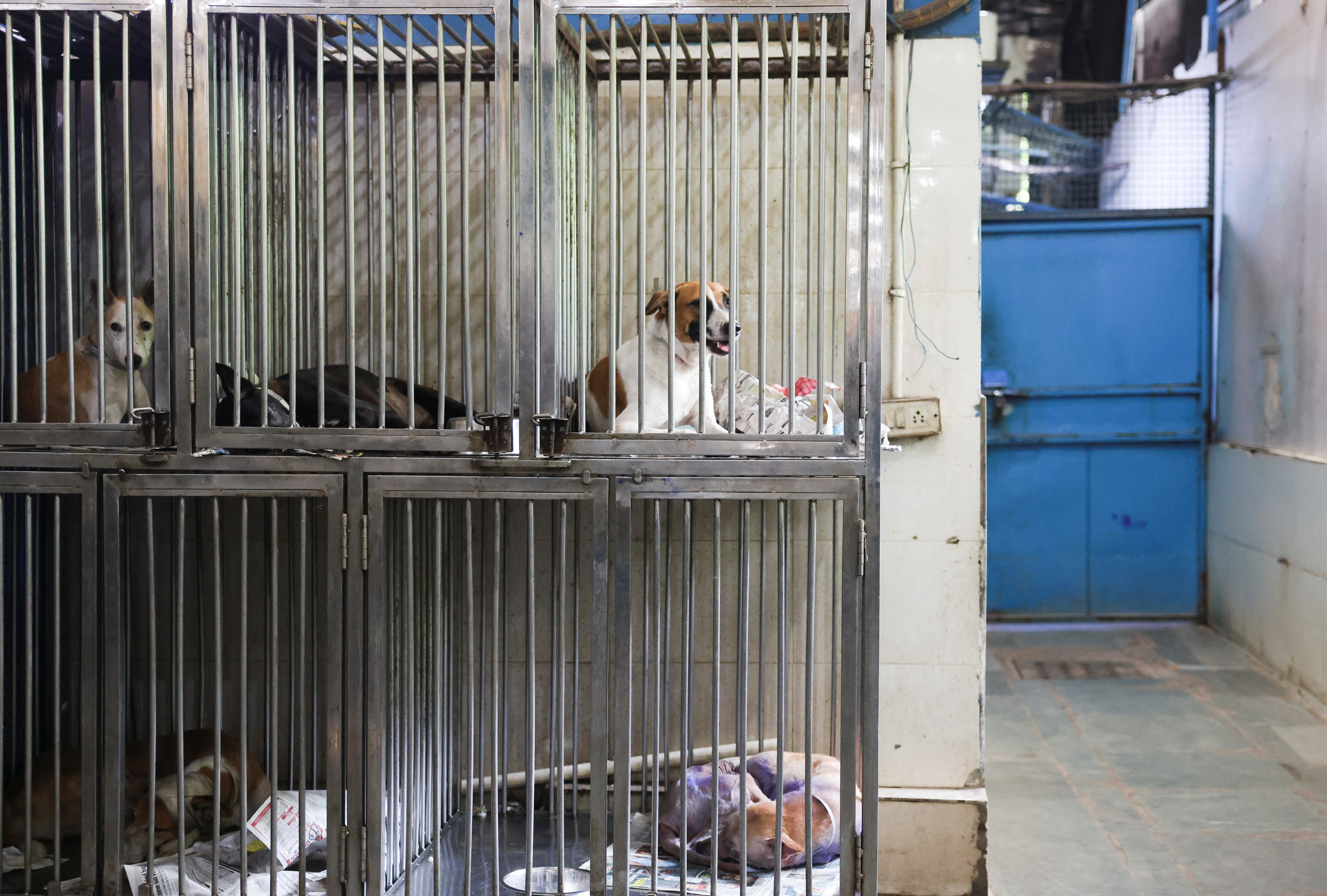 India's top court orders Delhi authorities to move stray dogs to shelters