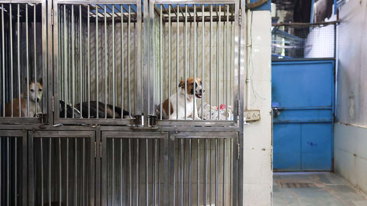 India's top court orders Delhi authorities to move stray dogs to shelters