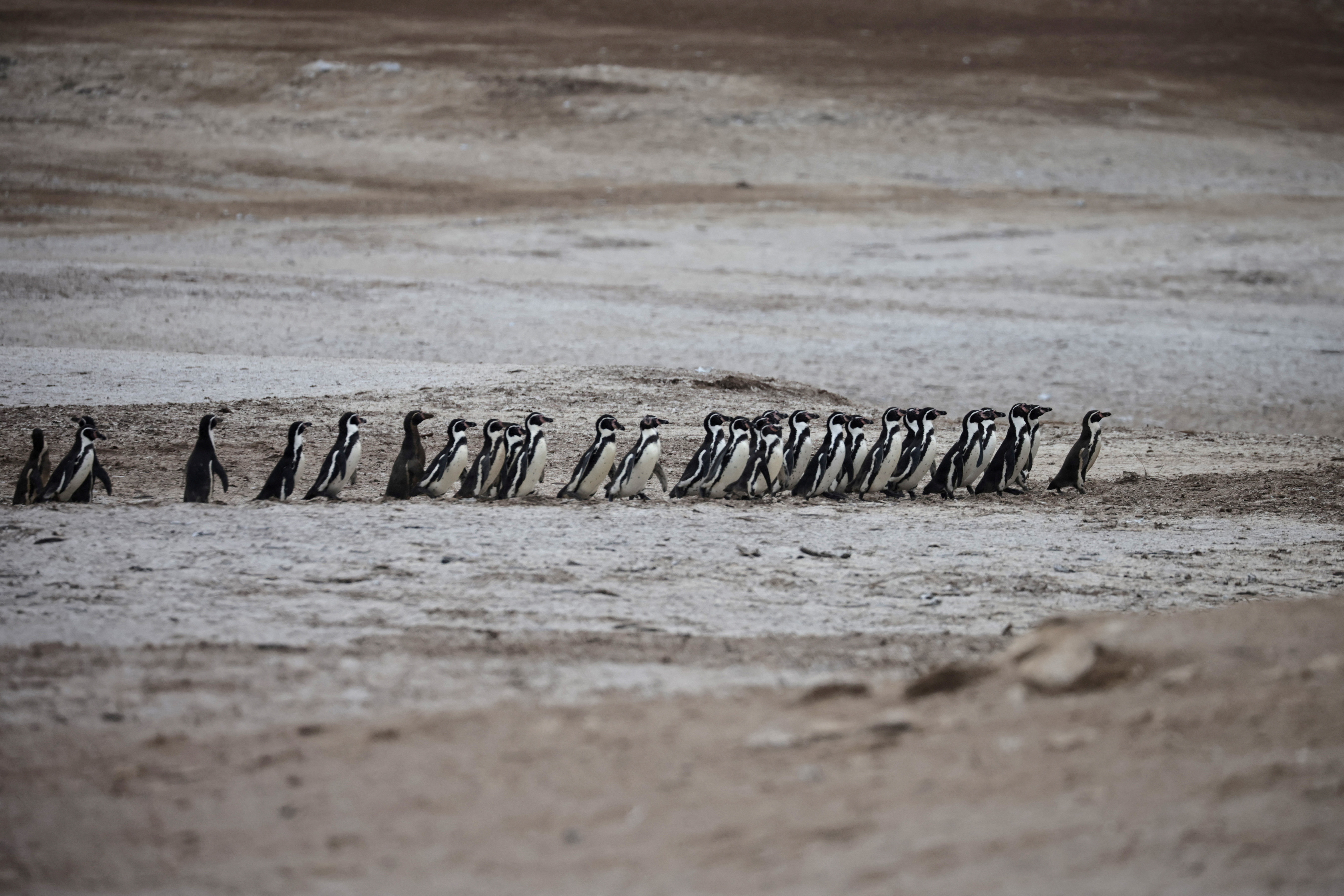 Peru battles to save seabirds from disease and climate threats
