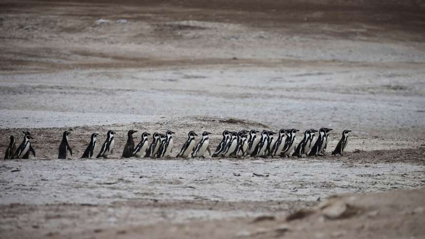 Peru battles to save seabirds from disease and climate threats