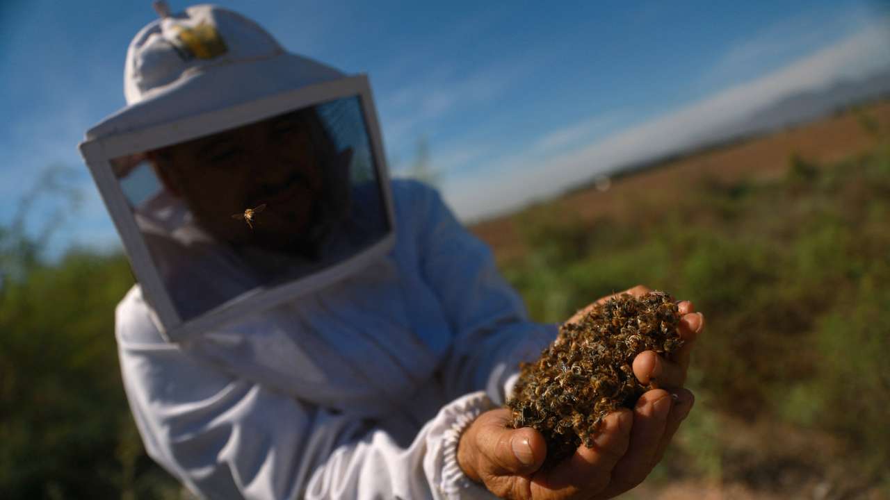 Dead bees during severe drought in Meoqui