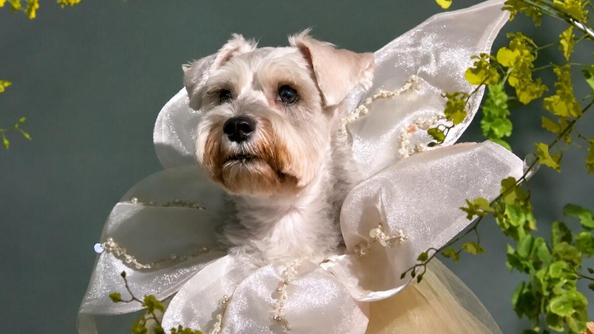 Indonesia's Luxury Pet Fashion Is Turning Heads Wo