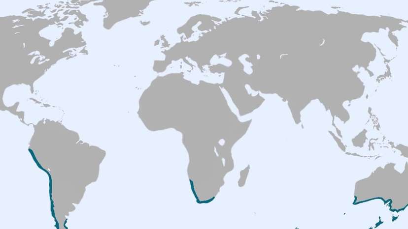 Map shows the global distribution of penguins and it might surprise you! While many people thin