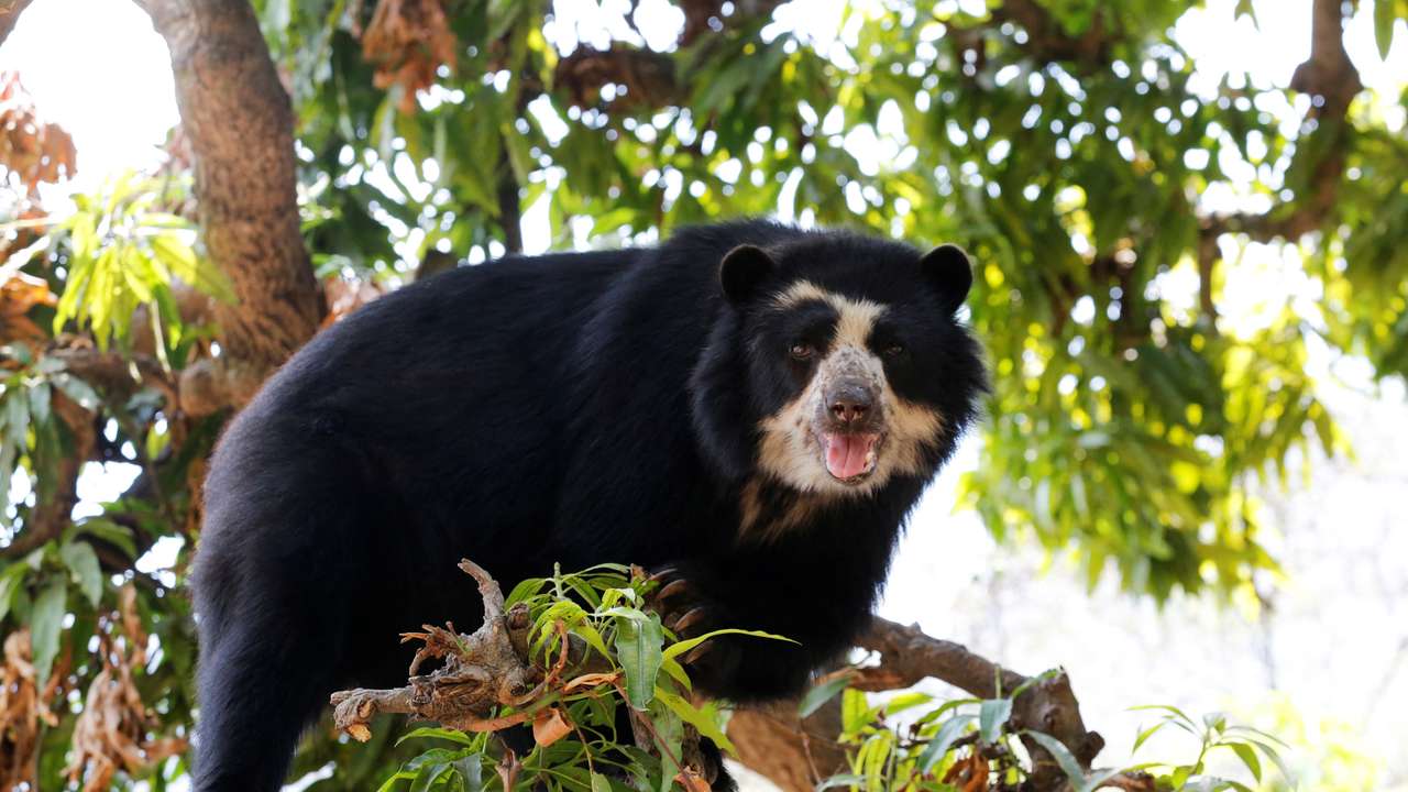 FILE PHOTO: 'Cholita' a Spectacled bear walks on a tree at the dry forest of the Chaparri Natural Reserve in Peru's northern region of Lambayeque