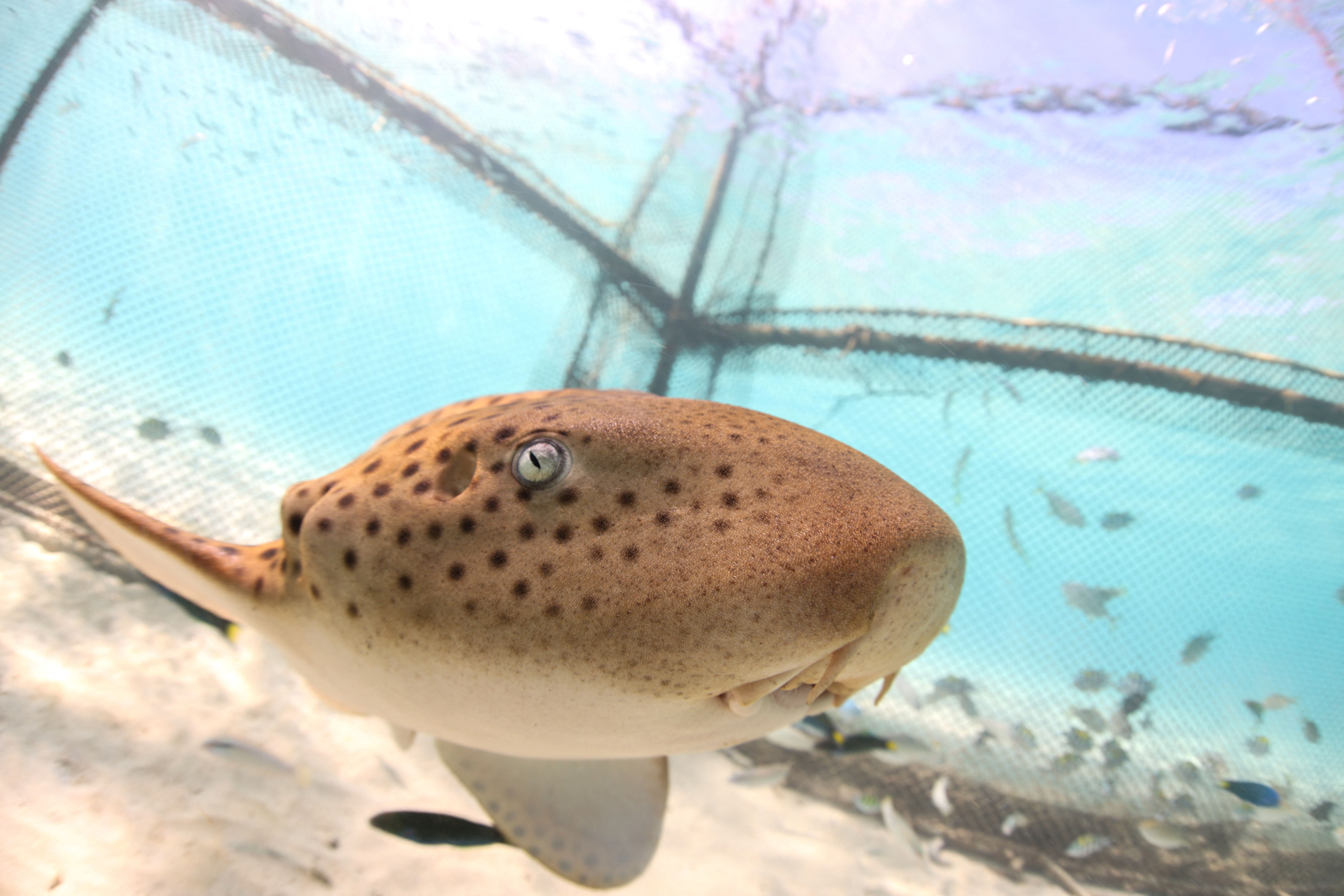 Thailand releases young leopard sharks in bid to restore endangered species, in Phuket