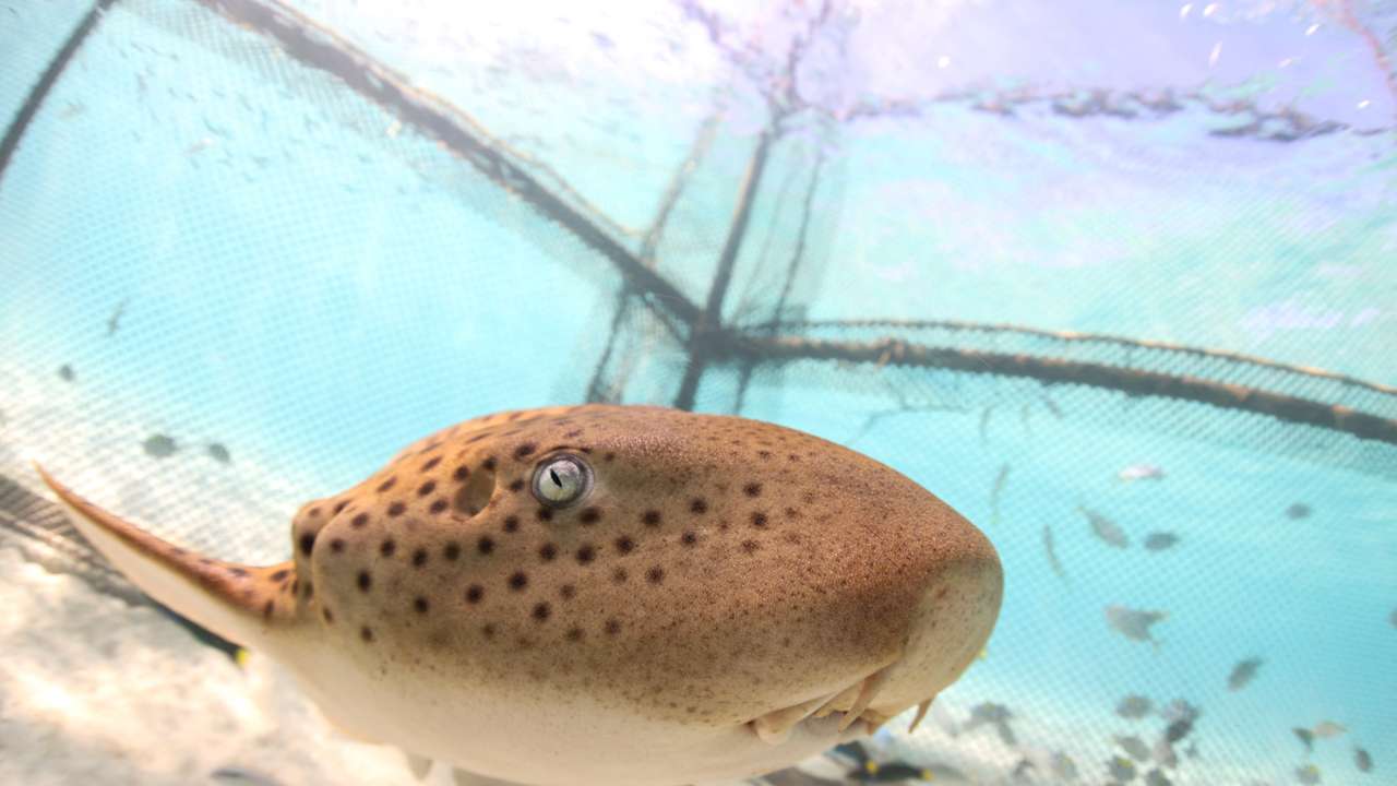 Thailand releases young leopard sharks in bid to restore endangered species, in Phuket