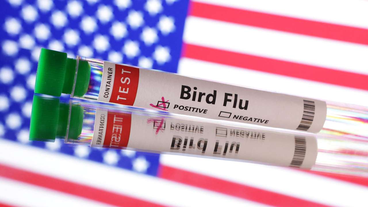 Illustration shows test tube labelled "Bird Flu" words and U.S. flag