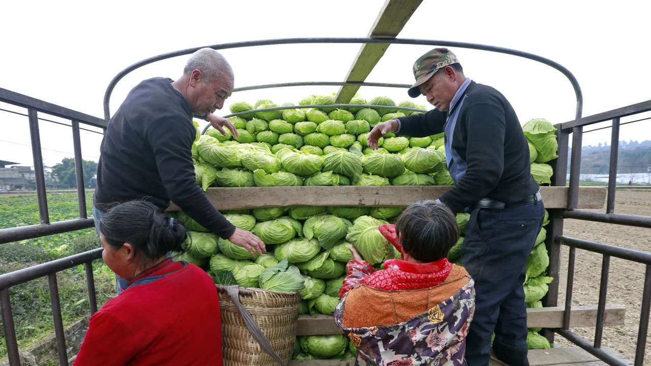 Farmers load a truck with vegetables to be sent to Wuhan, the epicentre of the novel coronavirus outbreak, at a farm in a village in Suining