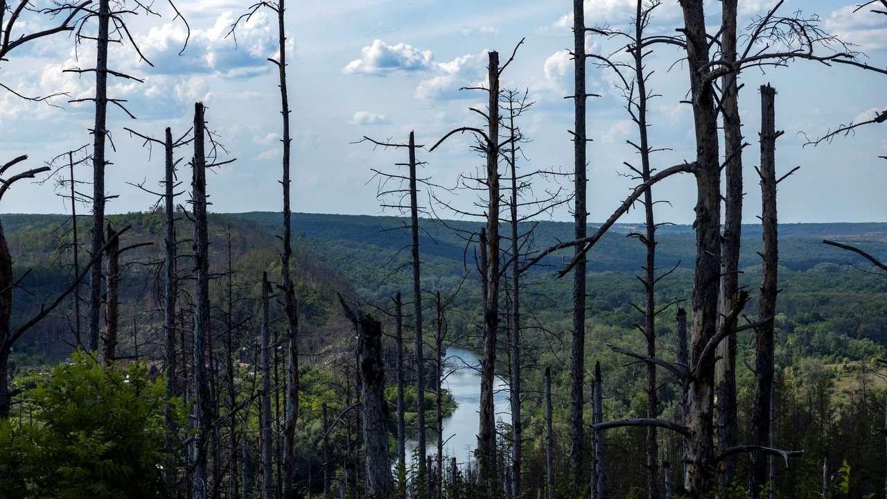 The Wider Image: Ukraine's vast forests devastated in hellscape of war