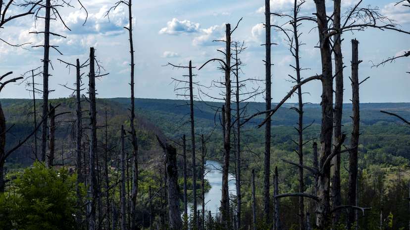 The Wider Image: Ukraine's vast forests devastated in hellscape of war