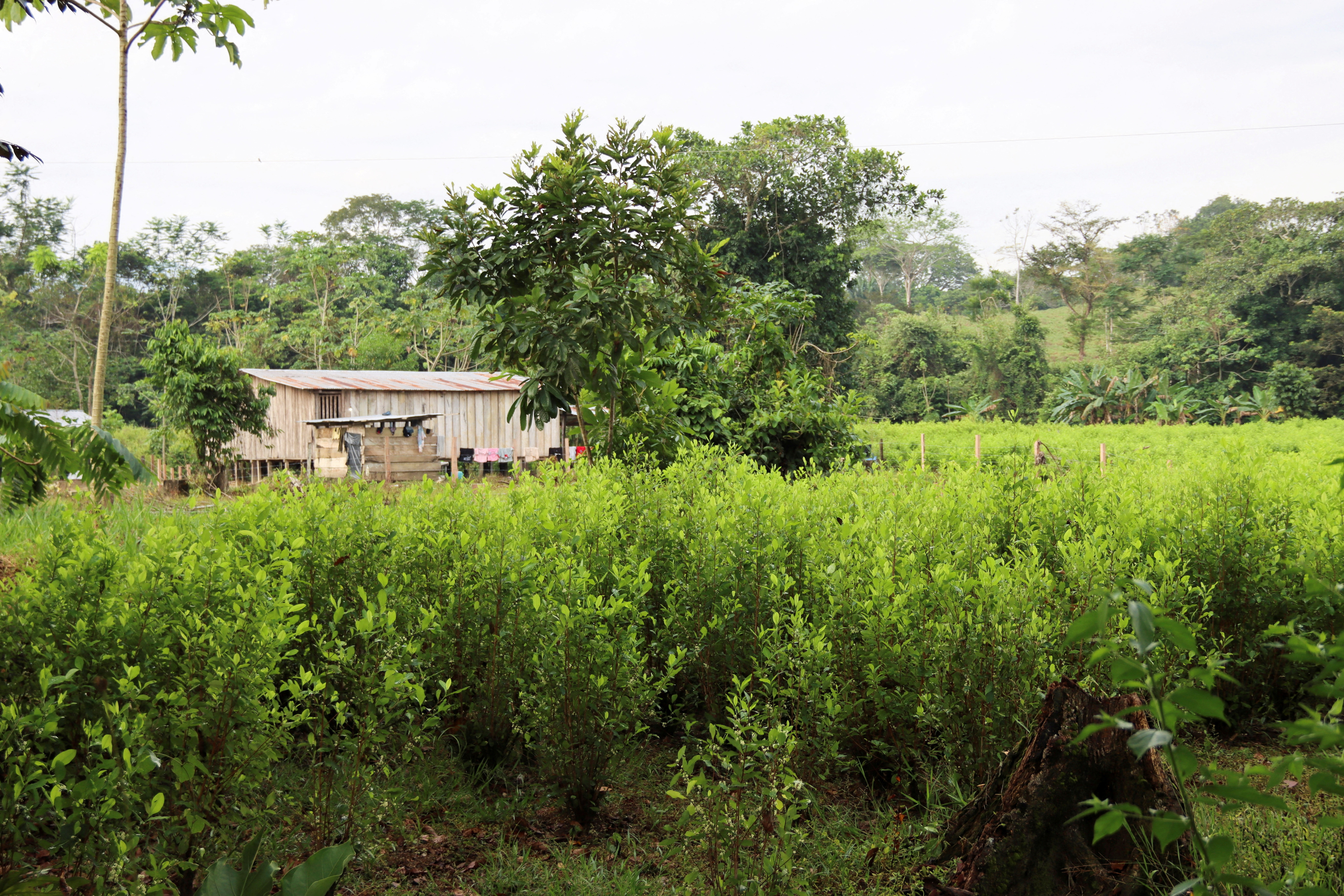 FILE PHOTO: Sign of the Social Pact for Catatumbo, in Tibu