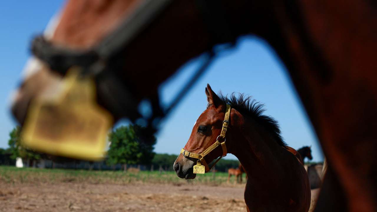 Argentina breeds world's first genetically modified speedy polo horses
