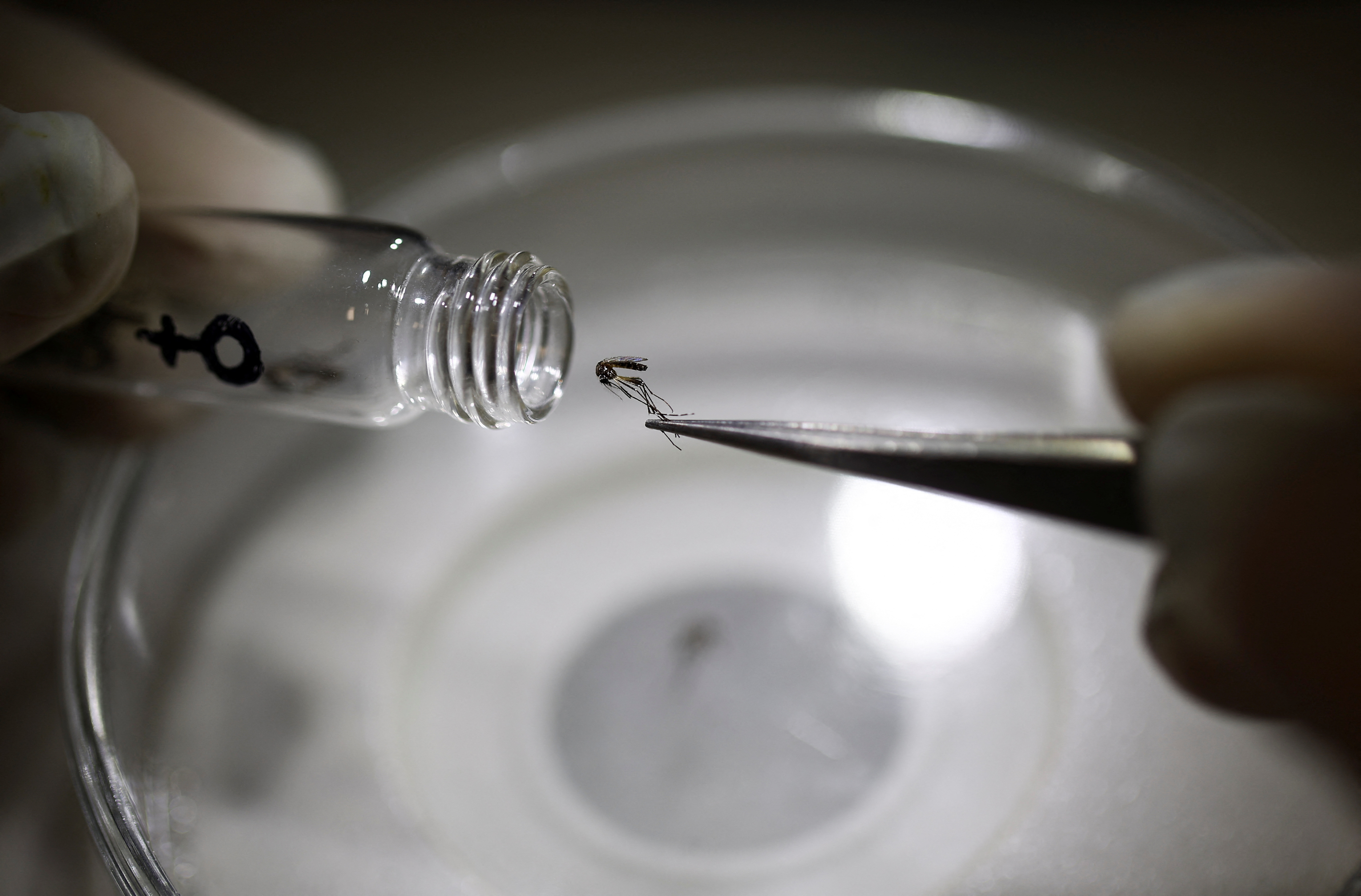 Argentina undergoes “major outbreak of dengue" as cases spike