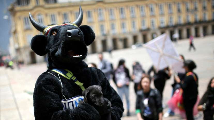 FILE PHOTO: An animal rights activist holds a puppy while taking part in a demonstration demanding the approval of a law that prohibits bullfights, cockfights and events where animals are abused, in Bogota