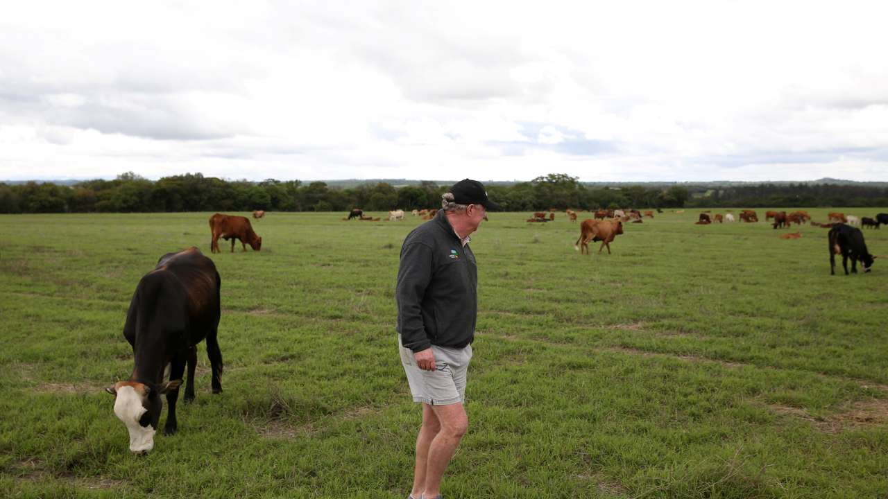 Dave Worswick, a farm owner, looks at his cattle in Dormervale farm east of Harare