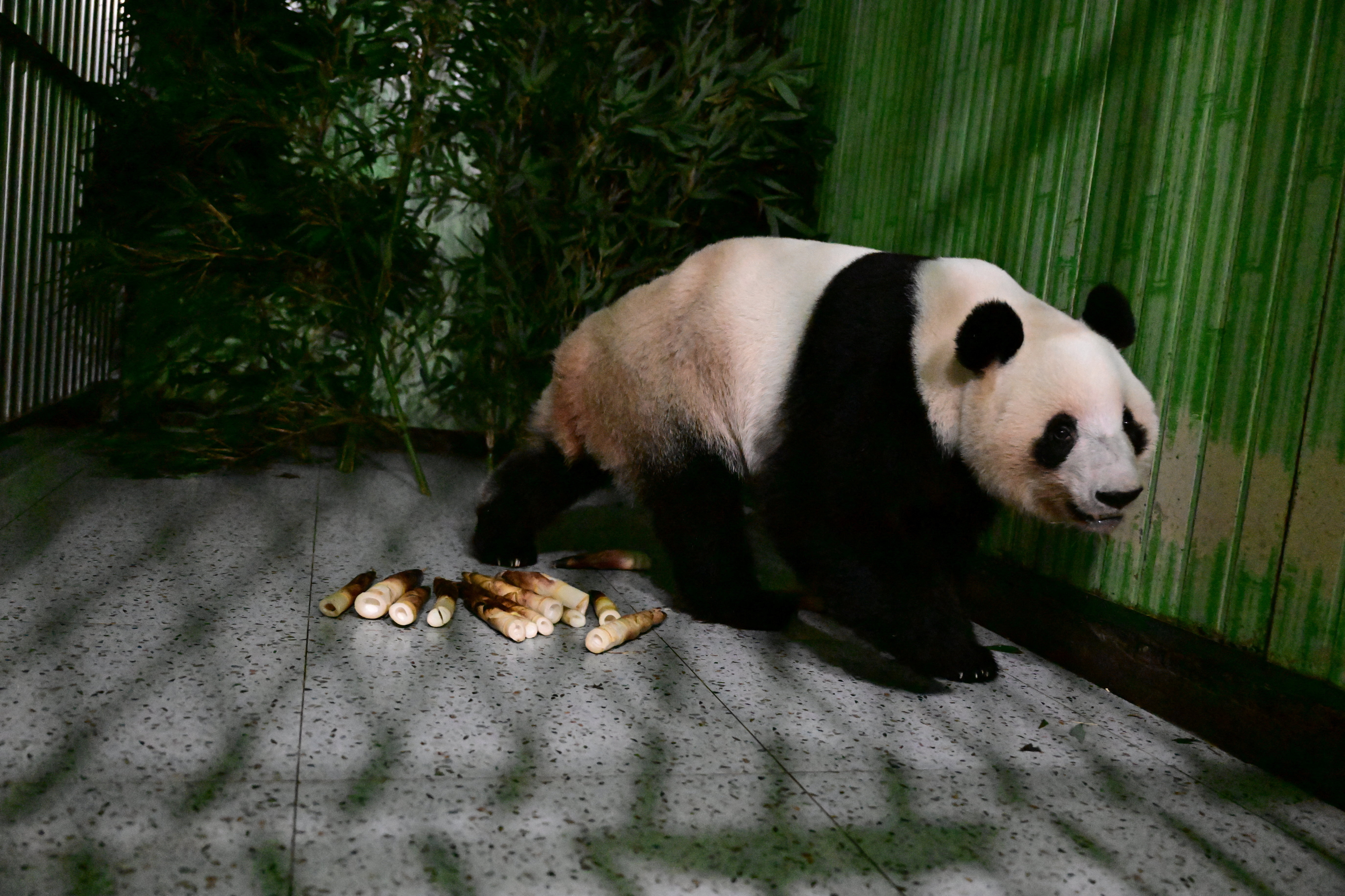 Giant panda Lei Lei walks in a cage after arriving from Japan at Bifengxia Panda Base in Yaan
