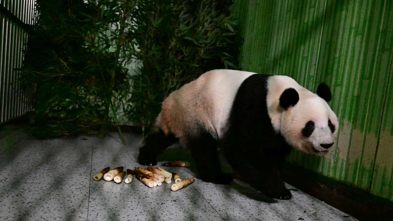 Giant panda Lei Lei walks in a cage after arriving from Japan at Bifengxia Panda Base in Yaan