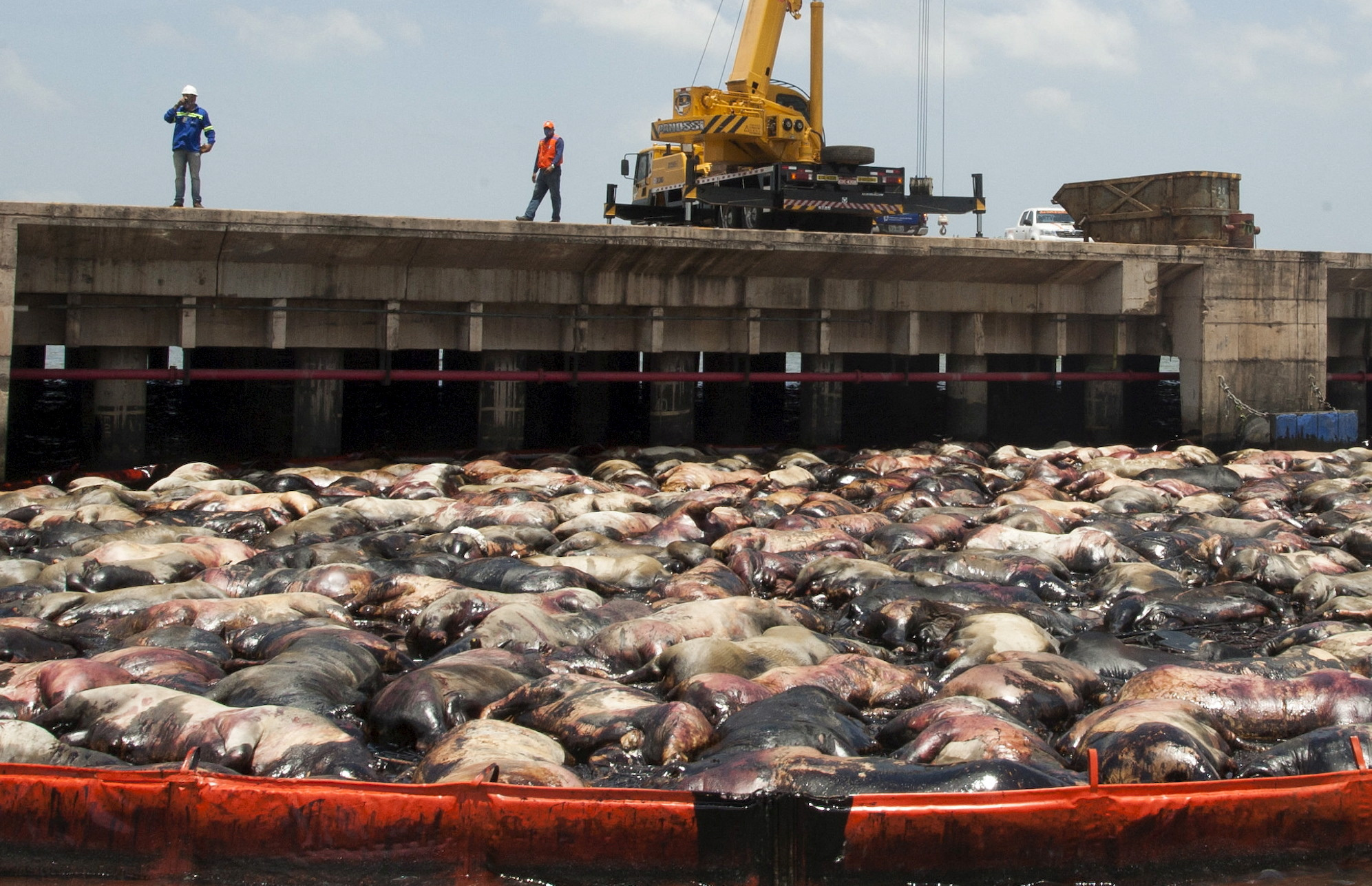 FILE PHOTO: Dead cows are pictured on the side of livestock carrier Haidar, loaded with some 5,000 cattle, after it capsized at the Vila do Conde port in Bacarena, Para state, Brazil