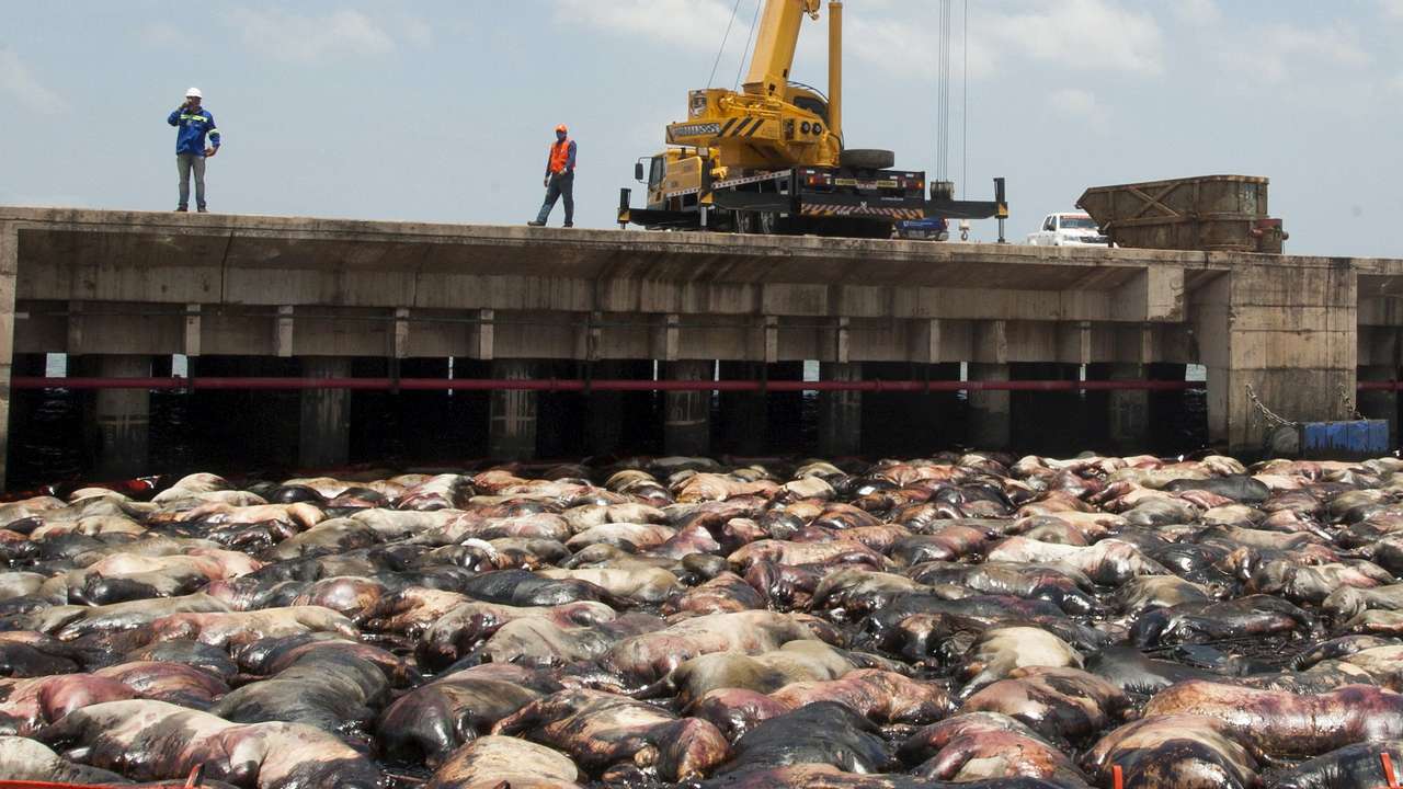 FILE PHOTO: Dead cows are pictured on the side of livestock carrier Haidar, loaded with some 5,000 cattle, after it capsized at the Vila do Conde port in Bacarena, Para state, Brazil