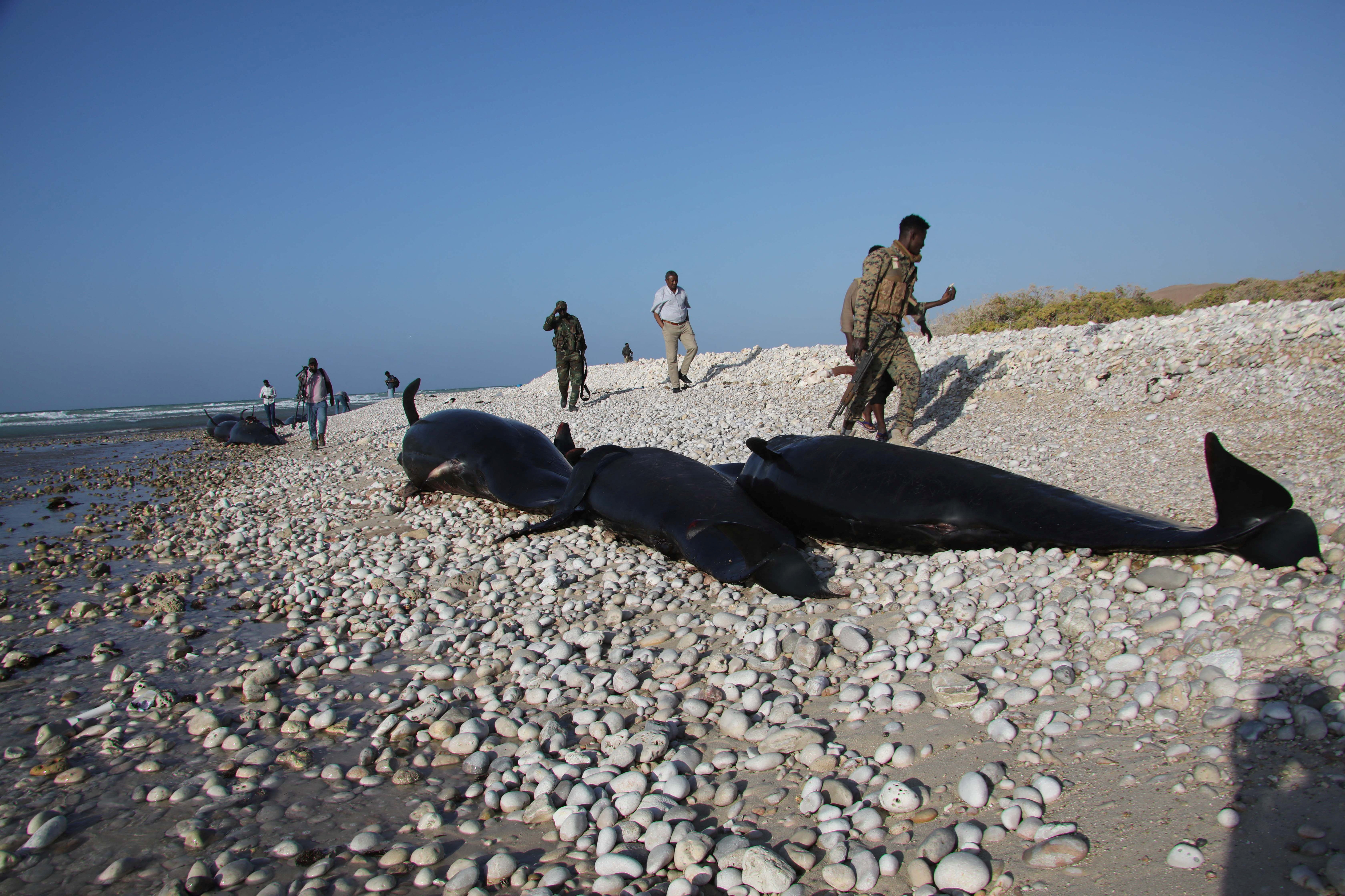 Dolphins wash up on Somalia's coast