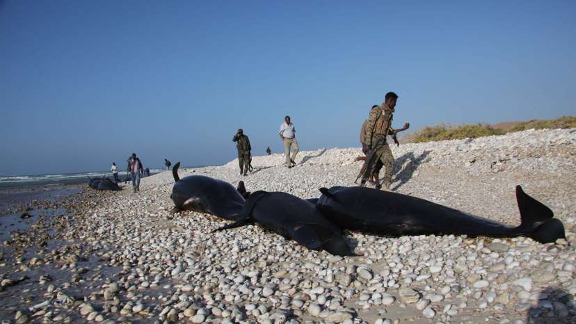 Dolphins wash up on Somalia's coast