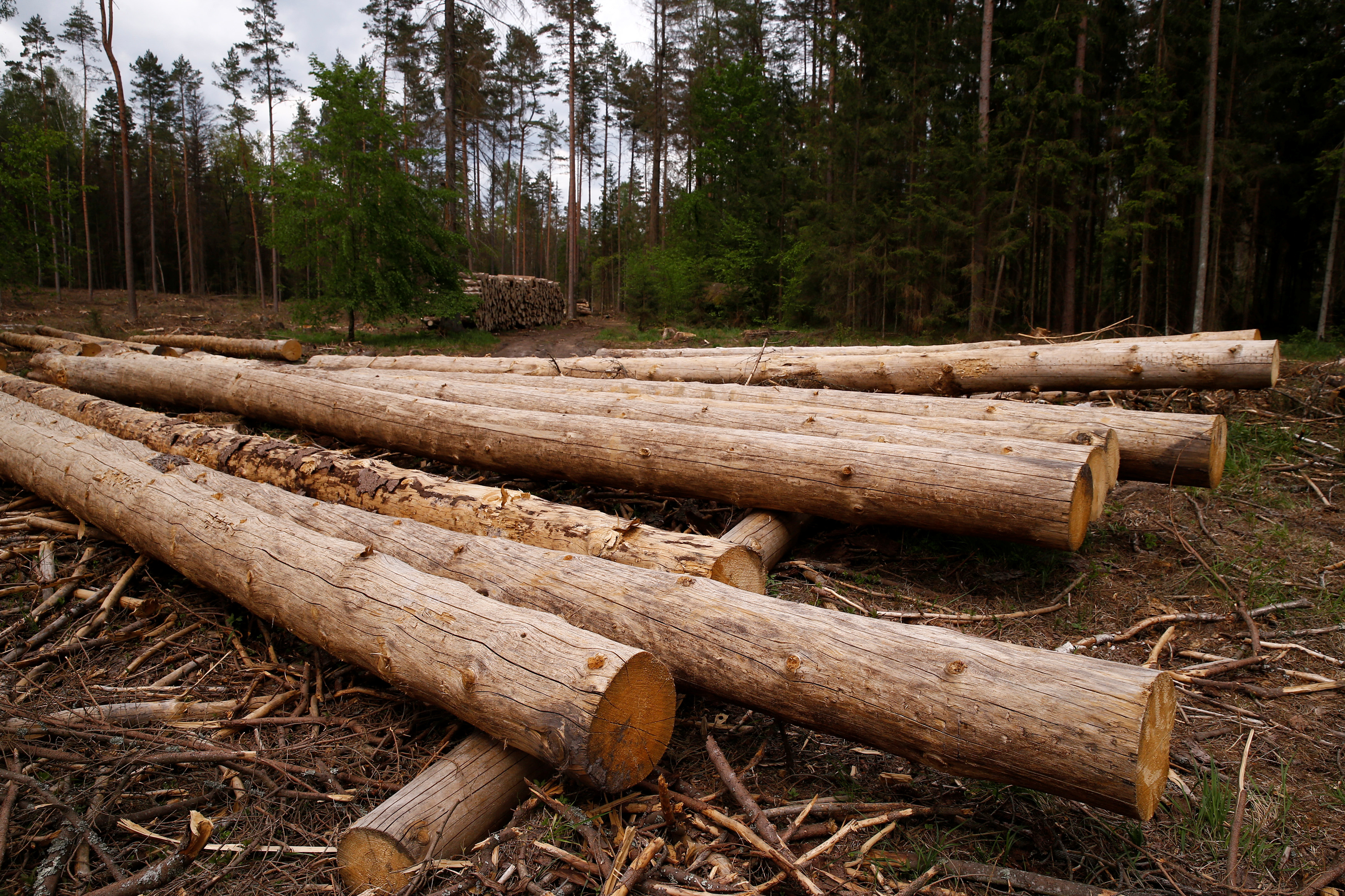 Logged trees are seen near a site where environmental activists take action in the defence of one of the last primeval forests in Europe, Bialowieza forest