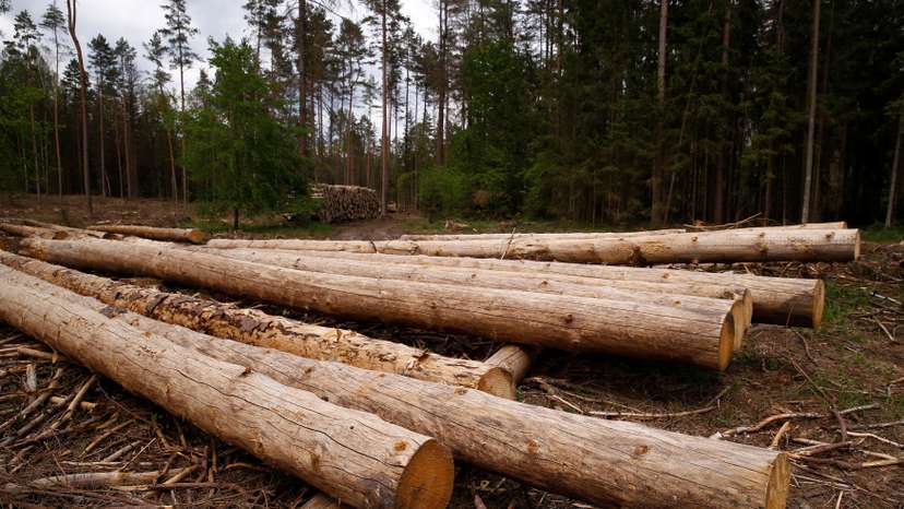 Logged trees are seen near a site where environmental activists take action in the defence of one of the last primeval forests in Europe, Bialowieza forest