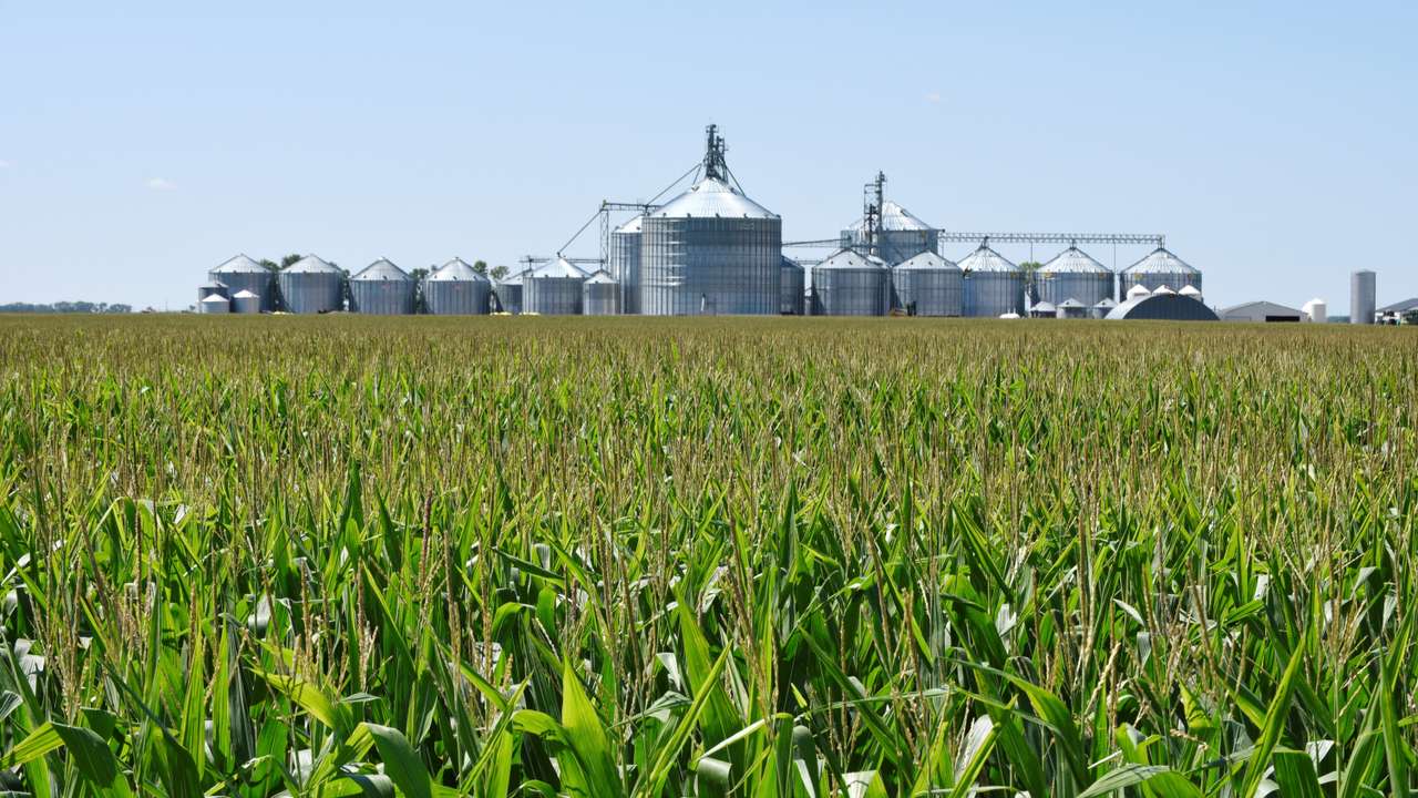 FILE PHOTO: A corn field and storage bins are seen on the Doug Zink farm near Carrington, North Dakota