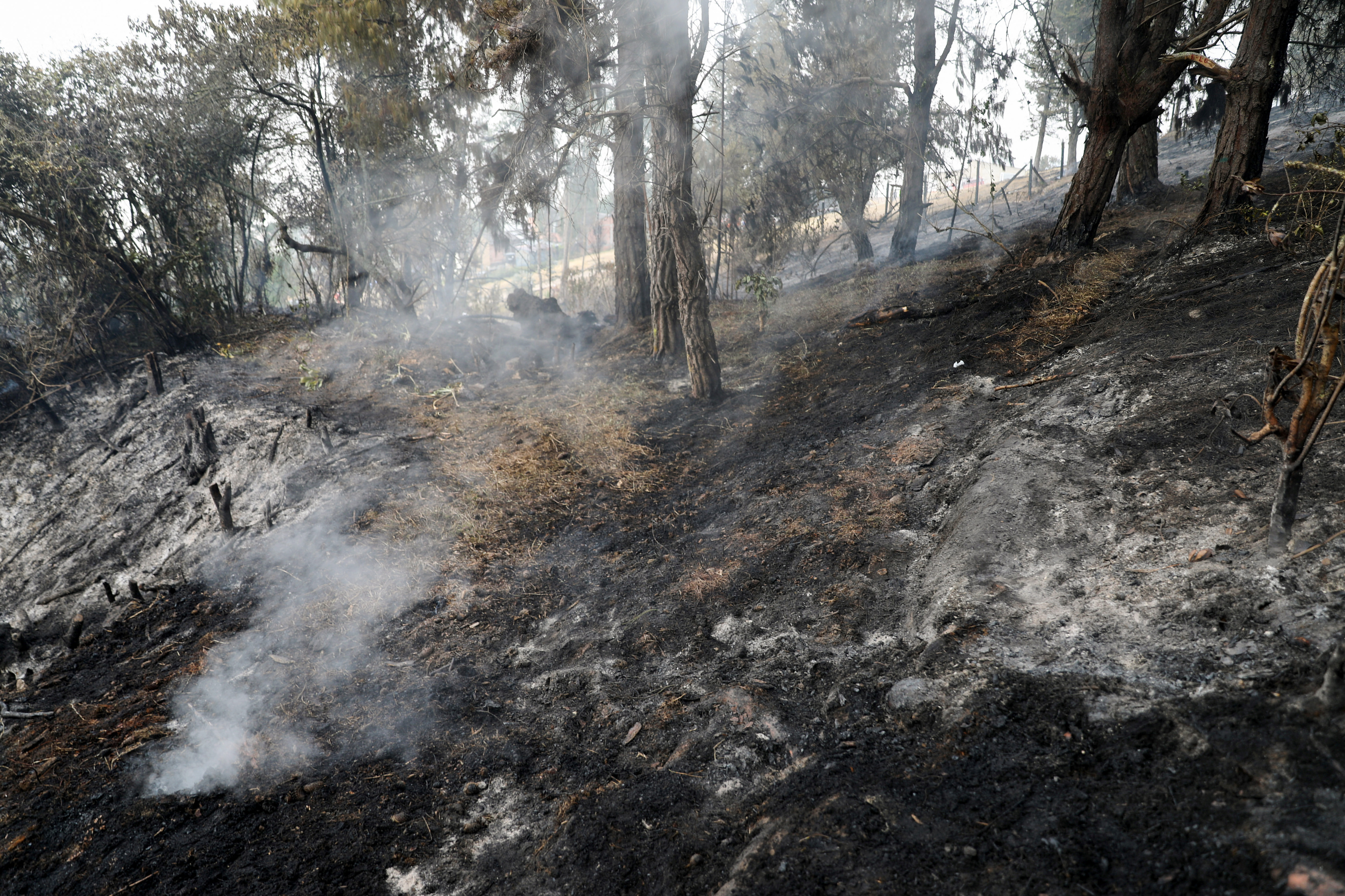 Fire in a forest in Sopo