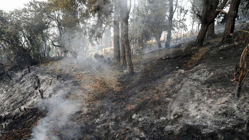 Fire in a forest in Sopo